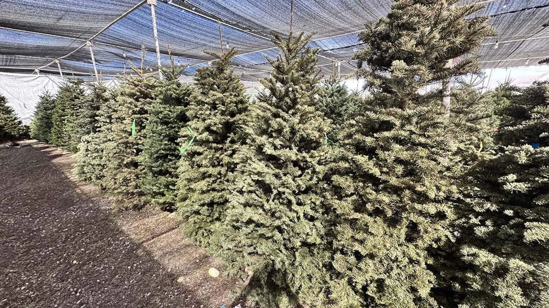 Pinos naturales de navidad en venta